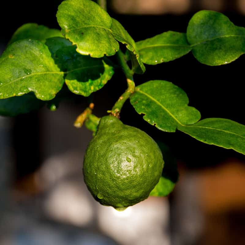 cholesterol lowering benefits of bergamot