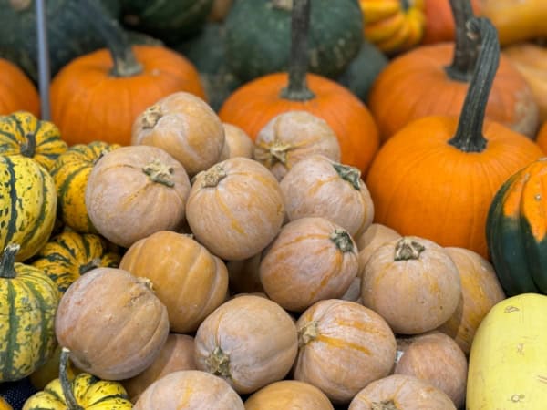 organic pumpkins, organic fall squash